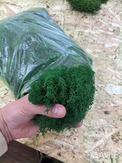 Стабилизированный мох, розница и опт, ягель