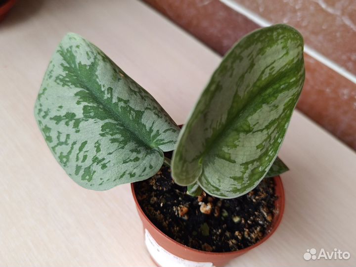 Сциндапсус пиктус треби