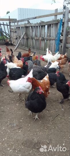 Домашние куры и петухи
