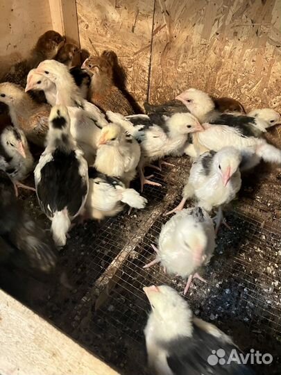 Цыплята