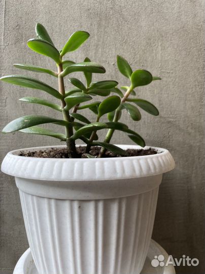 Денежное дерево