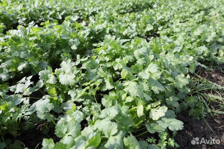 Семена кориандр Кин-дза-дза (100 грамм)