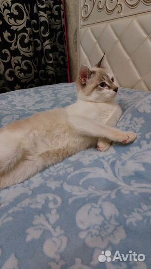 Котик в добрые руки