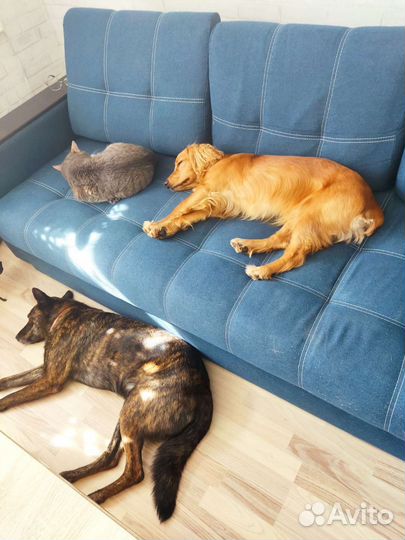 Передержка животных на время отпуска