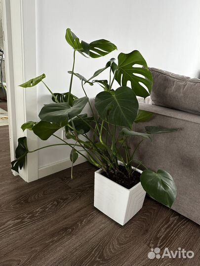 Монстера домашнее растение