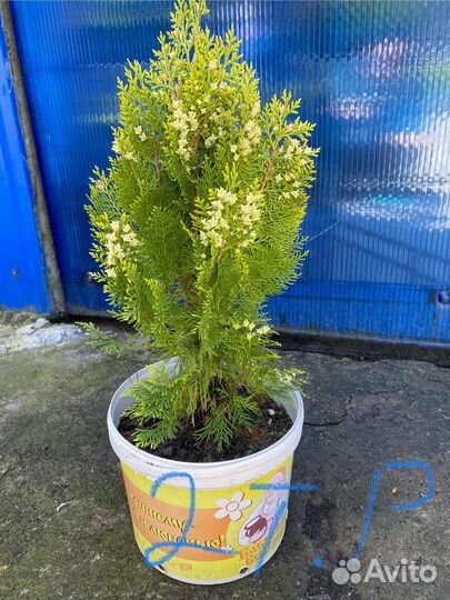 Хвойных растений