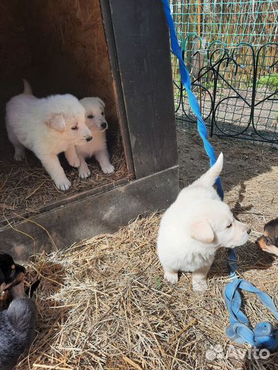 Щенки помесь белой овчарки