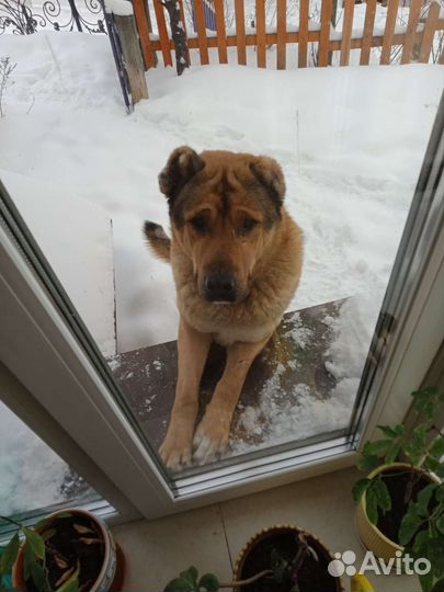 Собачья шерсть