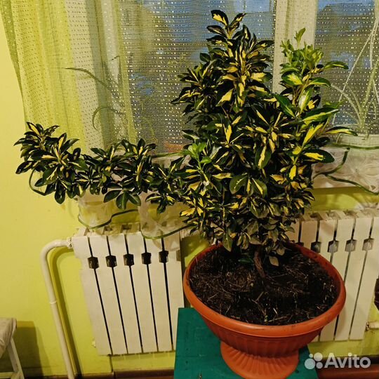 Бересклет японский