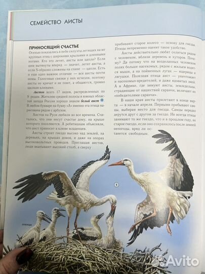 Птицы. Полная энциклопедия