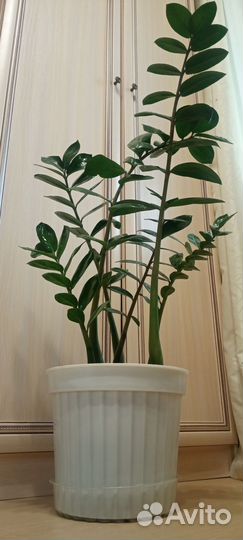 Замиокулькас