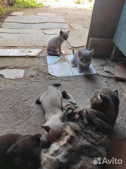 Кошки в добрые руки