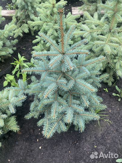 Ель колючая Глаука
