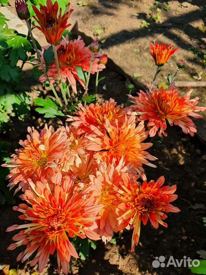 Хризантемы Корейские Цветут