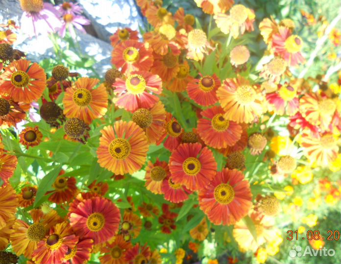 Растения цветы для сада