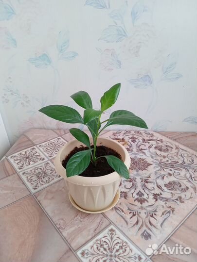 Кроссандра Эписция