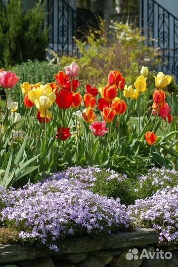 Луковичные безвременник, гиацинтоидес, тюльпан