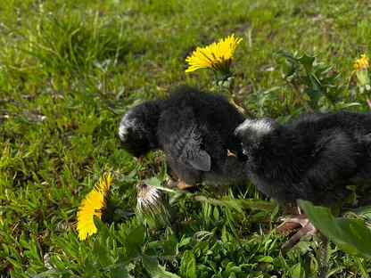Цыплята Гризбар суточные в наличие и под заказ, Дно
