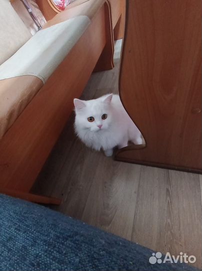 Турецкая ангора