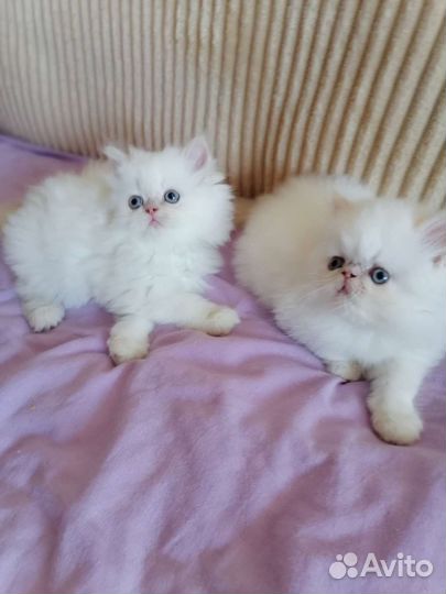 Персидские котята