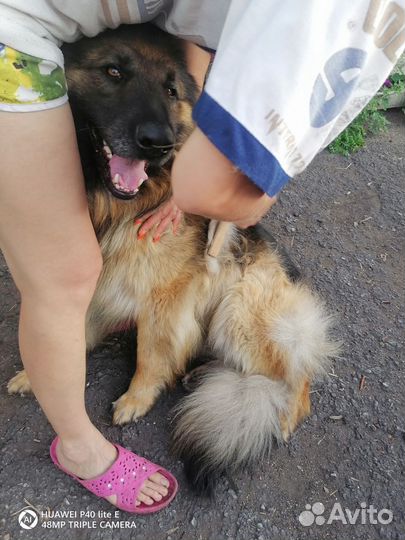 Собачья шерсть пух