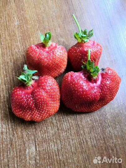 Рассада клубники Азия заказ сентябрь