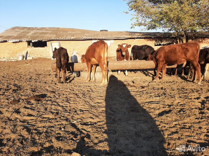 Телята(тёлки)