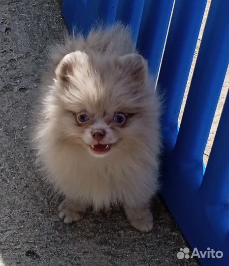 Шпиц мерле мерль мрамор