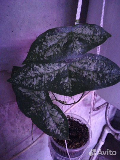 Пассифлора летучая мышь (обмен)