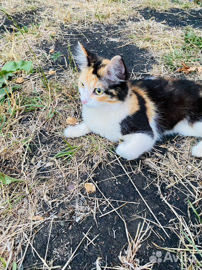 Кошки в добрые руки