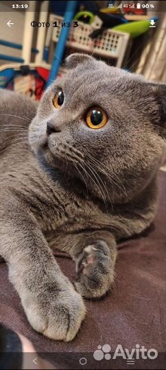 Британская