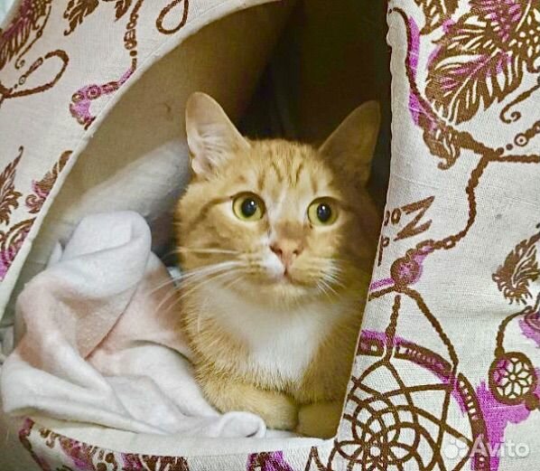 Милейший рыжий кот в поисках дома