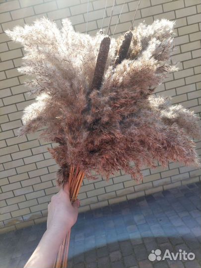 Пампасная трава