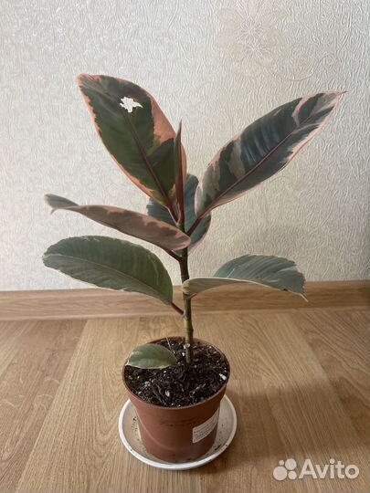 Фикус Тинеке Белиз