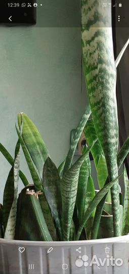 Сансиверия. Тещин язык
