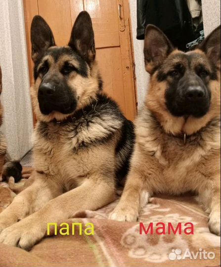 Собака немецкая овчарка