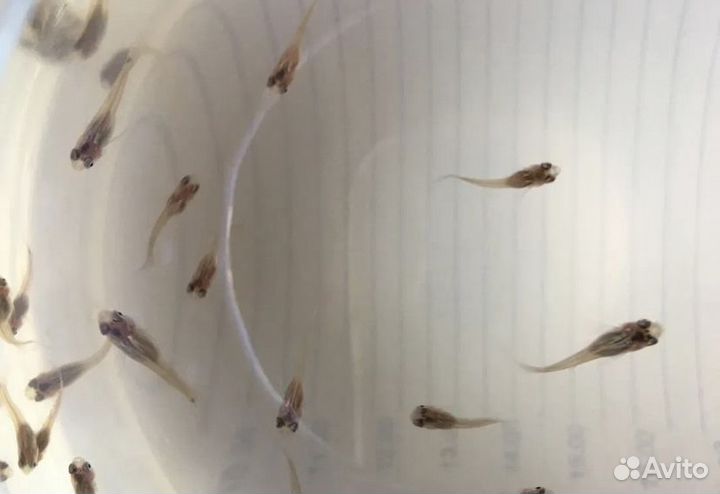 Мальки гуппи