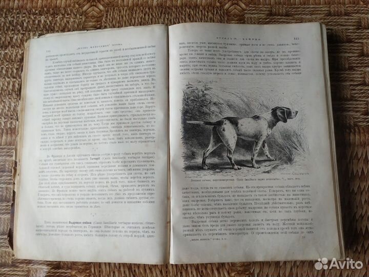 Брэм А.Э. Жизнь животных 