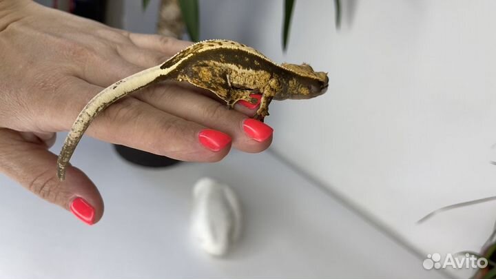 Бананоед Pinstripe самка