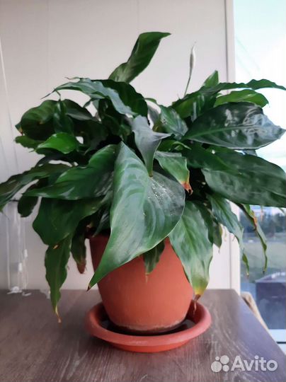 Спатифиллум