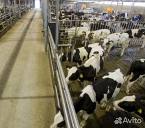 Бычки телята отборные