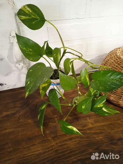 Эпипремнум золотистый