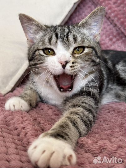 Котенок в добрые руки