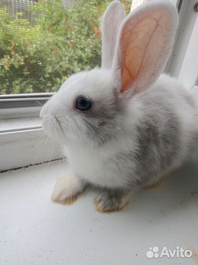 Кролик с клеткой