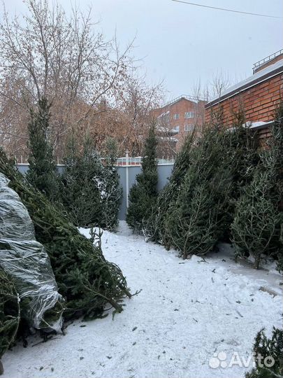 Макушки пихты