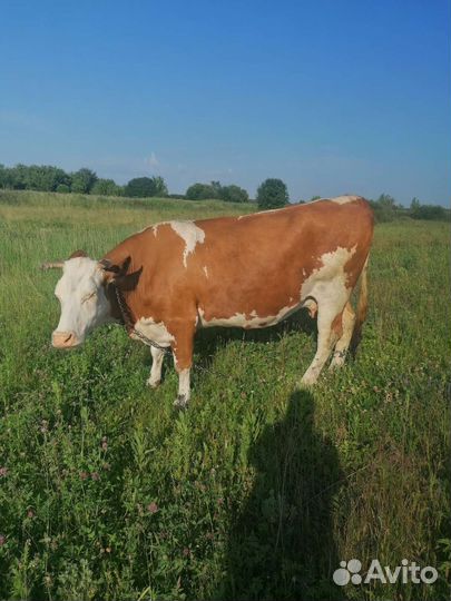 Корова и телка