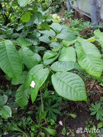 Саженцы маньчжурского ореха, клематиса