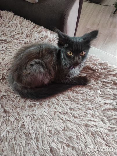 Красивый котик