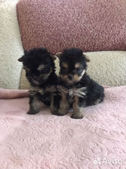 Мини малышки