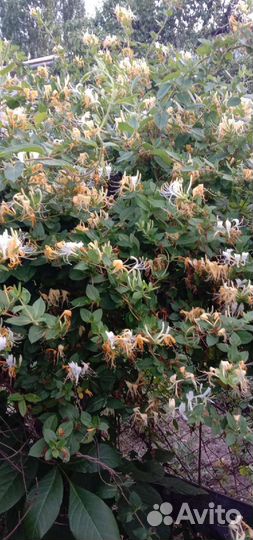 Книфофия,Жимолость Каприфоль